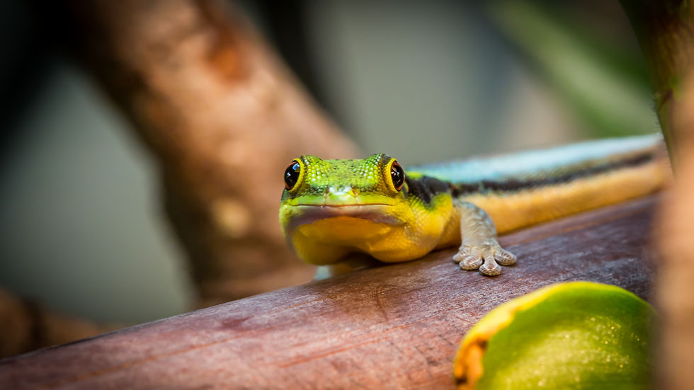 Phelsuma klemmeri