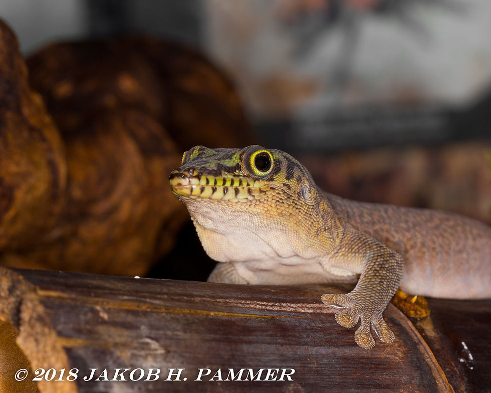 Phelsuma standingi