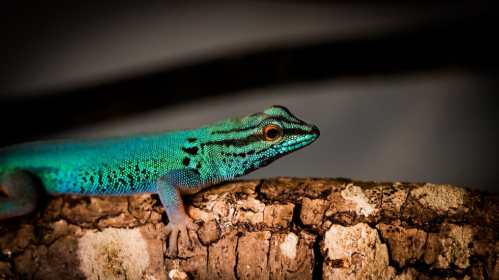 Lygodactylus williamsi