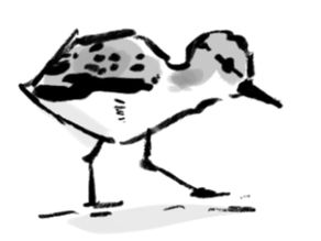 There is a bird who lives in my walls
