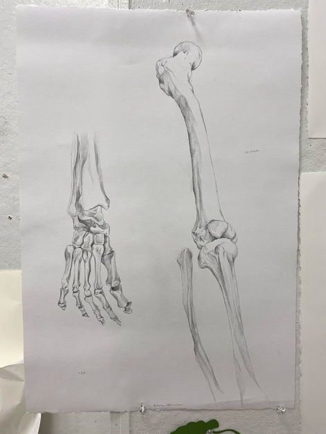 Bones of the Arm & Hand