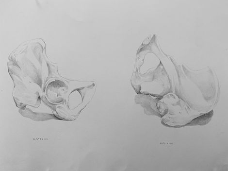 Pelvis Study