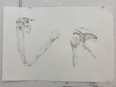 Upper Arm & Hand Bone Study