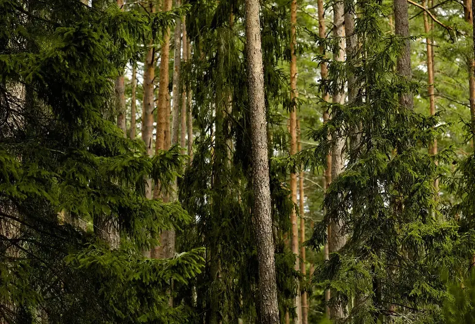 Metsäkiinteistösi liityttyä yhteismetsään vastikkeeksi saa yleensä yhteismetsäosuuksia. Yhteismetsäosuuksien perusteella osakkaat voivat saada osuutensa yhteismetsän tuotosta. Yhteismetsistä saadut tulot ovat verovapaita, sillä yhteismetsä maksaa verot tuloksestaan.