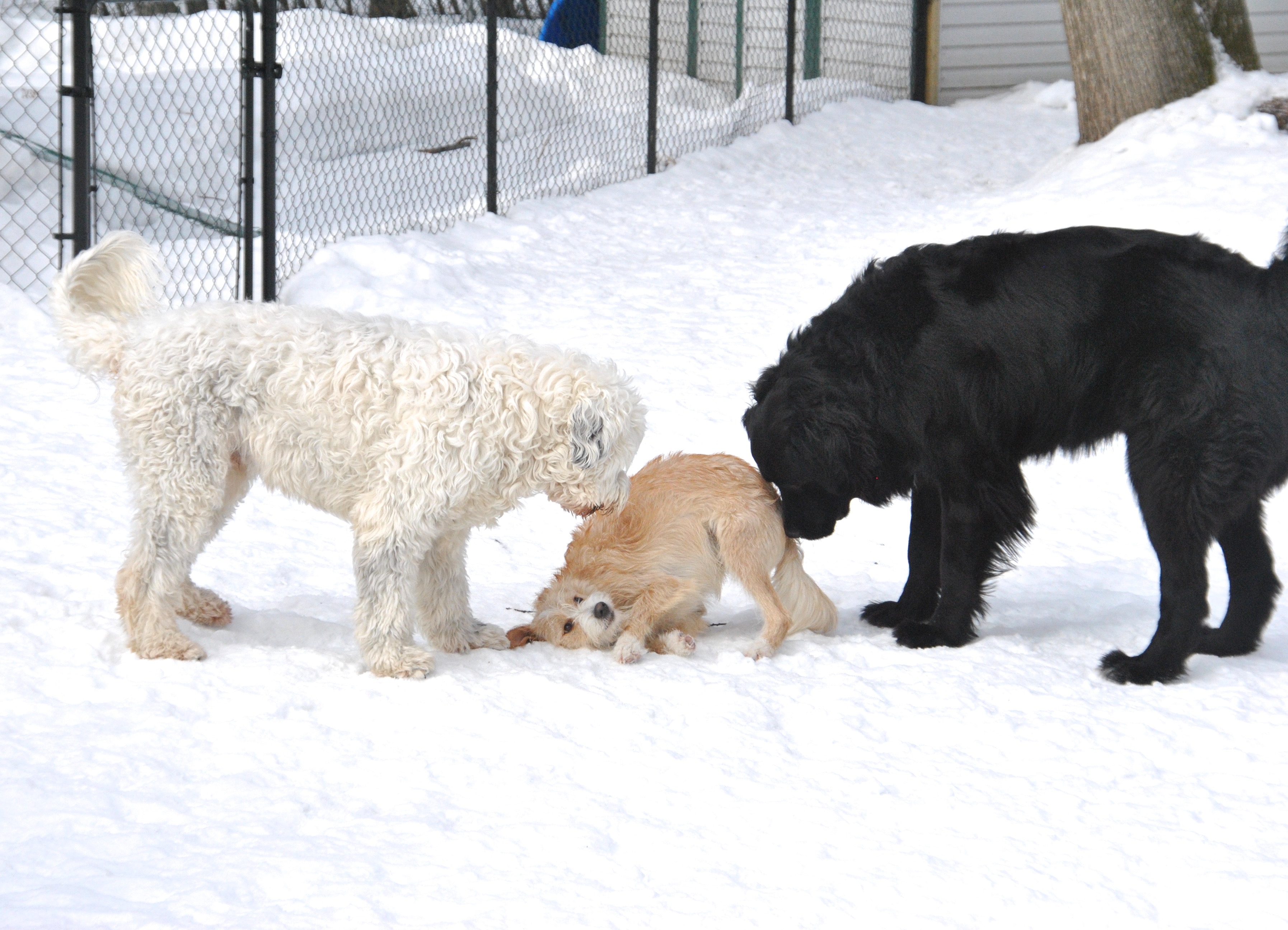 dog daycare kanata