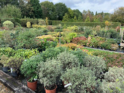 Brackendale Nurseries Specimen Shrubs