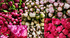Peony Collage.png