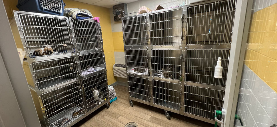 Cat room - crowded only 1 of 2.jpg