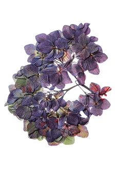 Dried purple flower.png