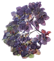 Dried purple flower.png