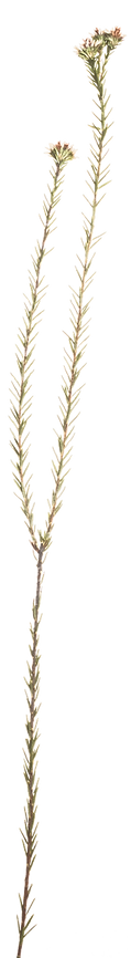 Dried tall flowerpng