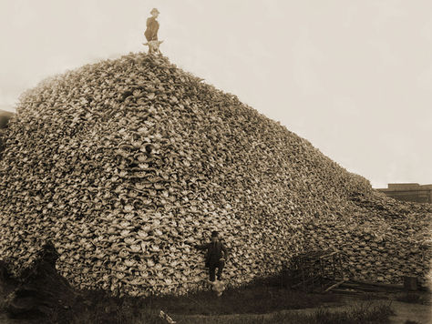 A pile of American Bison Skulls (Circa 1892)