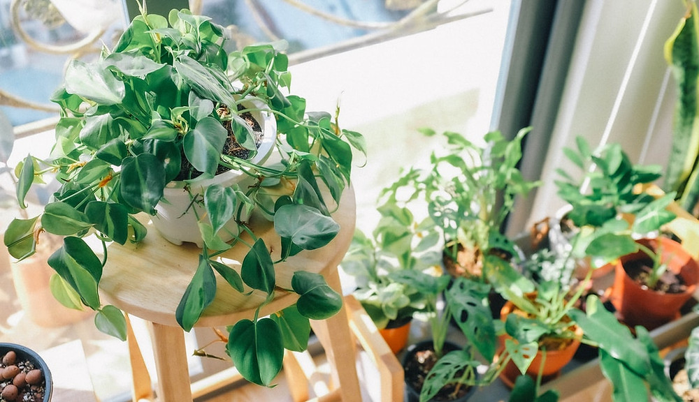 plants green propagate gift
