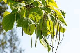 catalpa tree leaf with beans