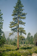 evergreen pine tree in the wild