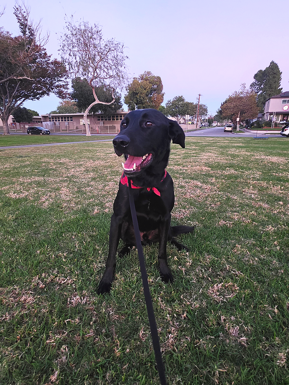 Steven | Labrador/Malinois Mix | Los Angeles, CA | In-Training