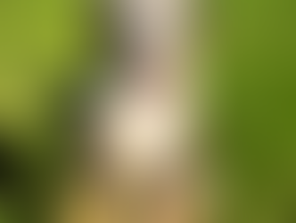 Clementine | Mini Bernedoodle | Hermosa Beach, CA | In-Training