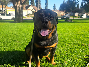 Grizzly | Rottweiler | Tujunga, CA | In-Training