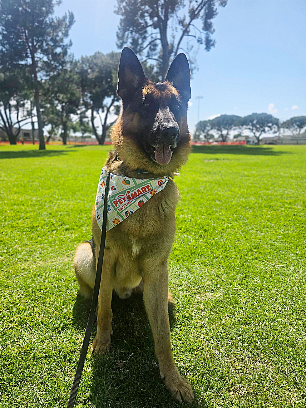 Wayne | German Shepherd | Long Beach, CA | In-Training