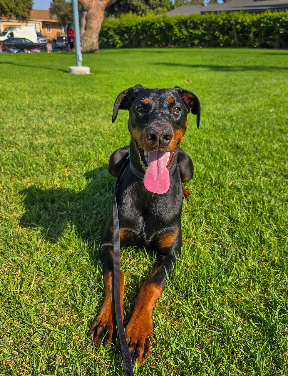 Nixie | Doberman Pinscher | Laguna Hills, CA | In-Training