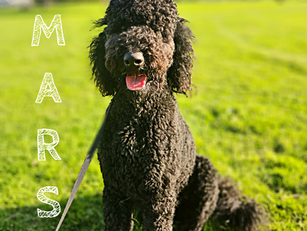 Mars | Goldendoodle | Claremont, CA | In-Training