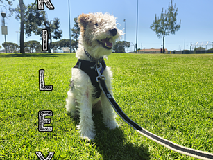 Riley | Wire Fox Terrier | Encino, CA | In-Training