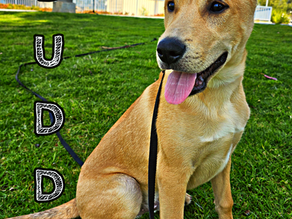 Buddy | Lab/Husky Mix | Whittier, CA | In-Training