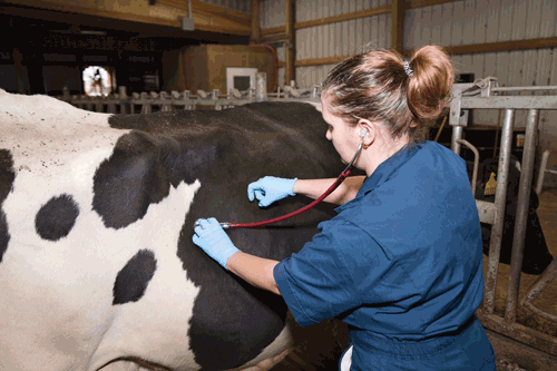 cowvet.gif
