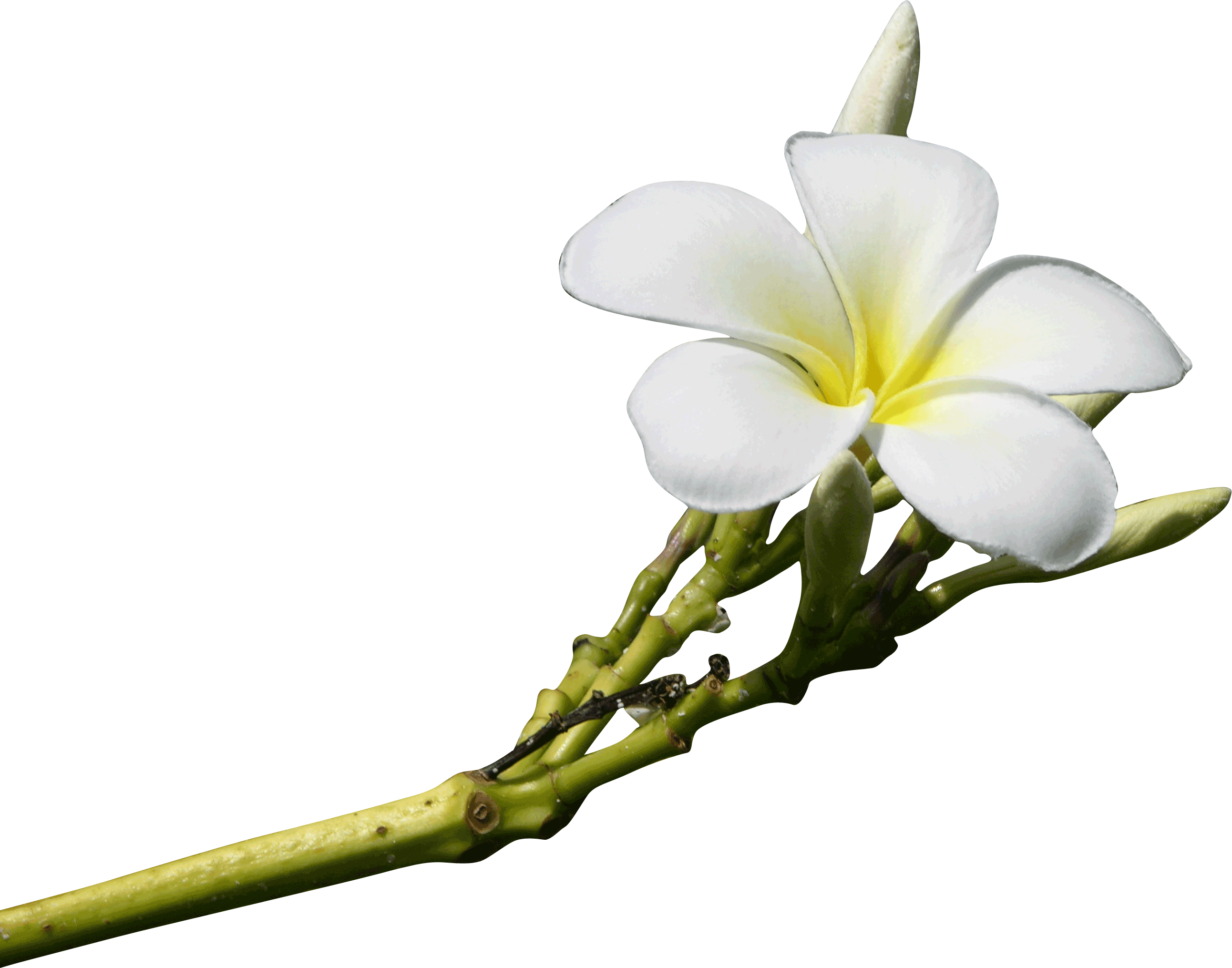 Wewdding Flowers in Hawaii