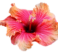 Orange .png