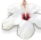 Hibisiscus flower from Hawaii
