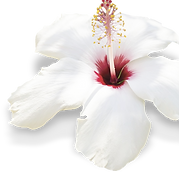 flower.png