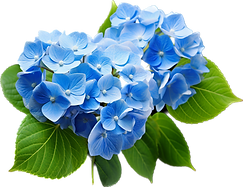 hydrangea-with-ai-generated-free-png.png