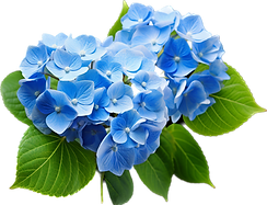 hydrangea-with-ai-generated-free-png.png