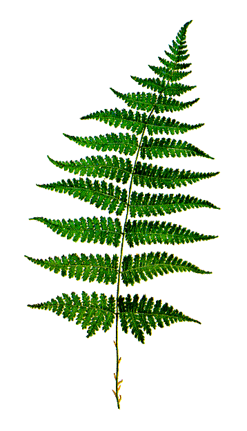 Hawaiian green leaf