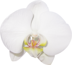 173-1732640_gallery-flowers-png-phalaenopsis-sanderiana.png