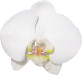 173-1732640_gallery-flowers-png-phalaenopsis-sanderiana.png