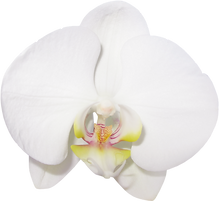 173-1732640_gallery-flowers-png-phalaenopsis-sanderiana.png