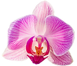 aloha-orchids.png