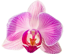 aloha-orchids.png