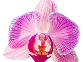aloha-orchids.png