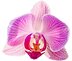 aloha-orchids.png