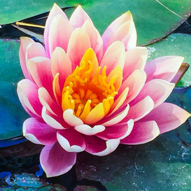 water lily