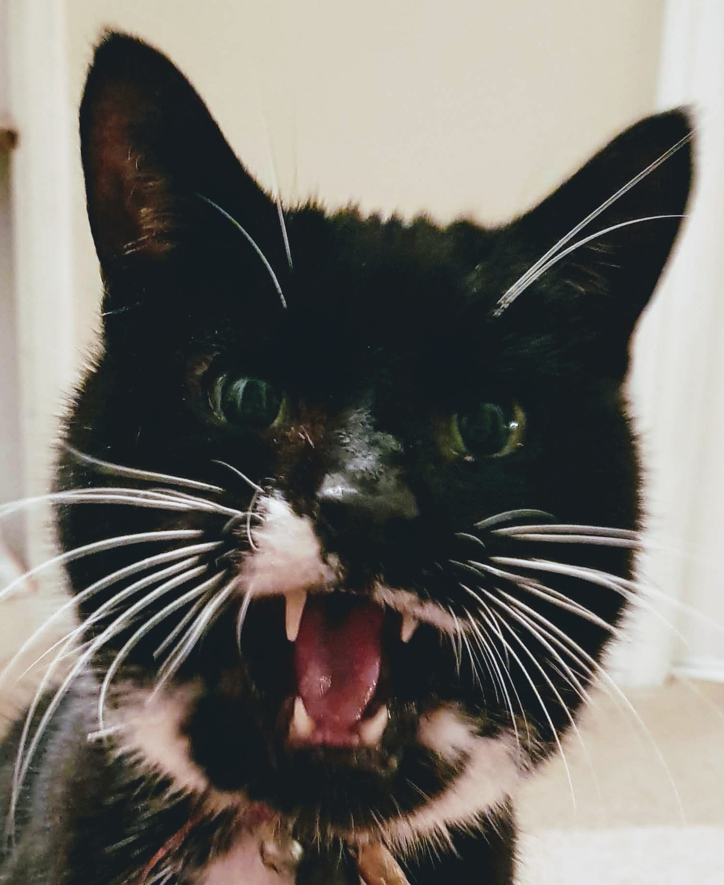 Writer: thedentalrvn