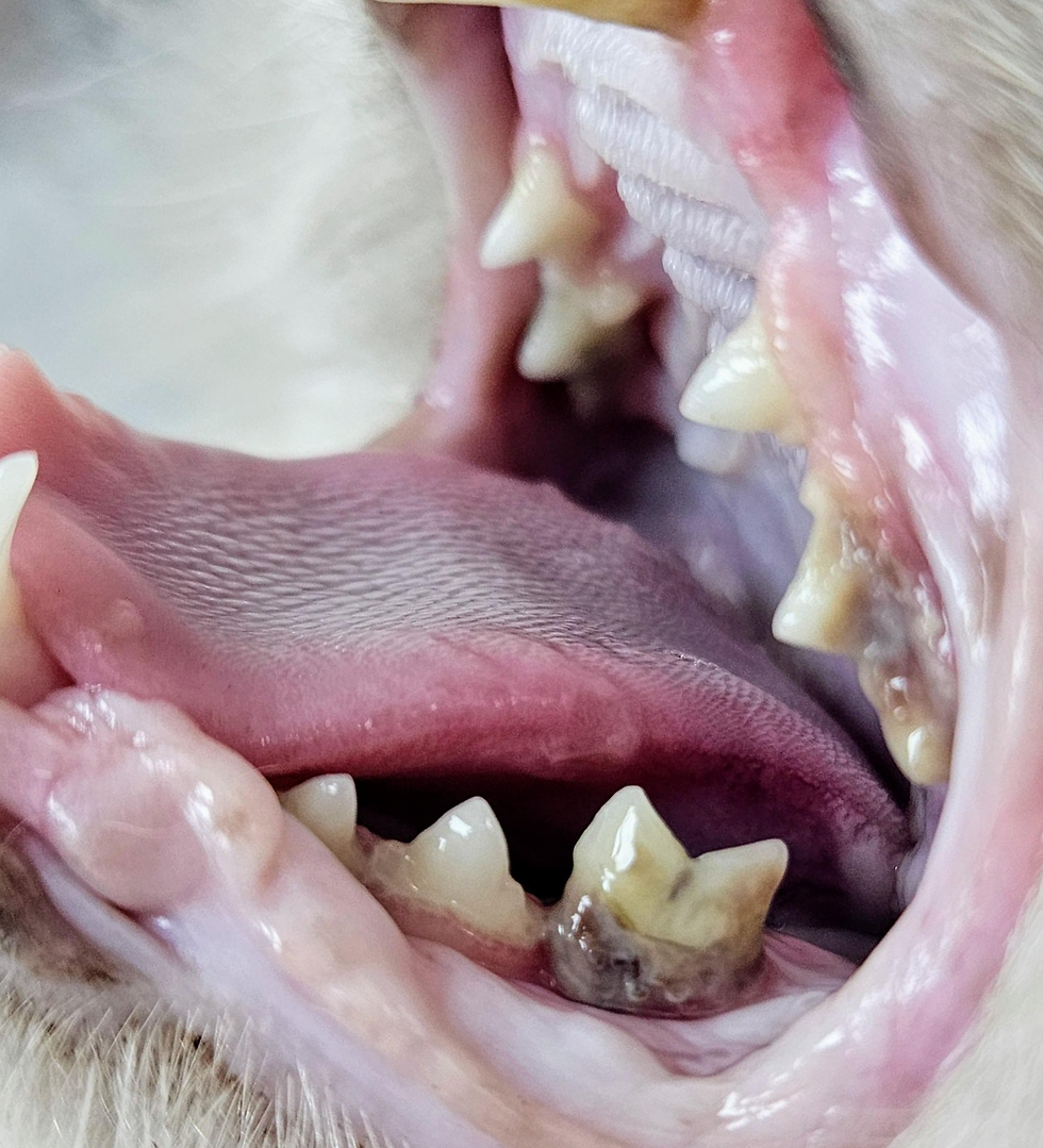 Eye-level view of a veterinarian examining a pet's teeth