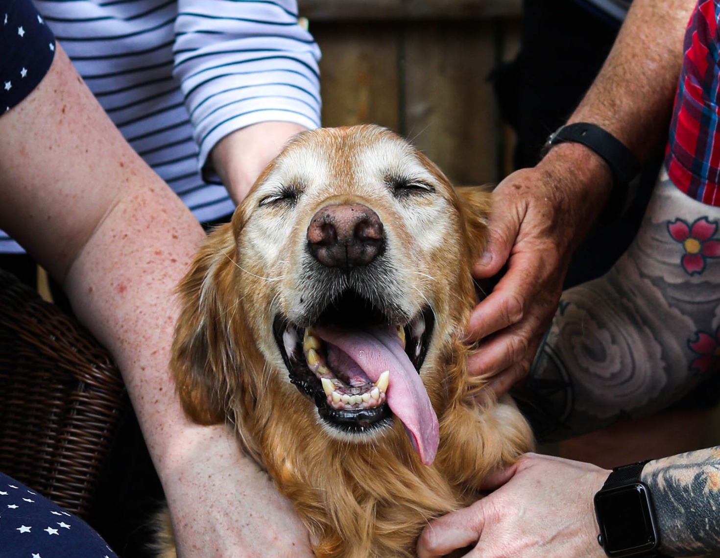 Compassion Animal Project | Financial Assistance for Your Pets' Life-Saving Treatments Compassion Animal Project | Financial Assistance for Your Pets' Life-Saving Treatments