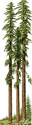 redwoodclip.jpg