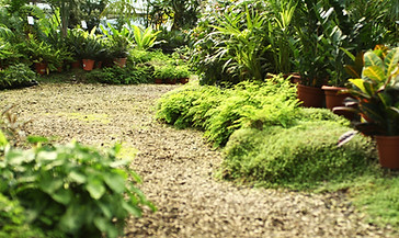 Lush Garden Pathway