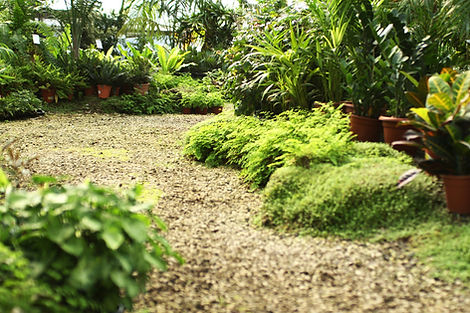 Plant Nursery