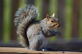 squirrel